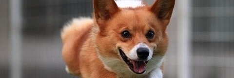 Gambar header OnlyFans natsugamisummer