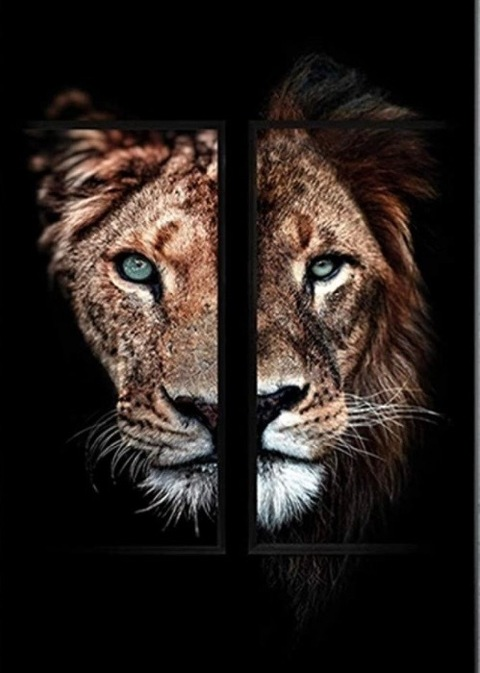 AlleenFans hoofdafbeelding nylalion