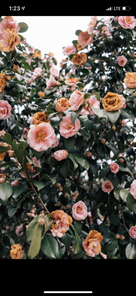 Imagem do cabeçalho do OnlyFans ohheyitsivy