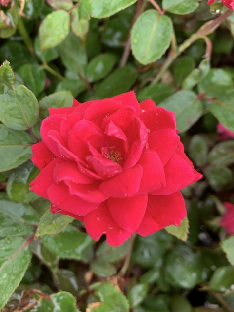 صورة رأس OnlyFans oliviarose051