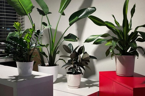 AlleenFans hoofdafbeelding otterpatch