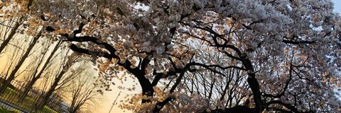 paigeelizx의 OnlyFans 해더 사진