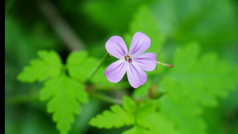 OnlyFans Titelbild paigefuckingsteele