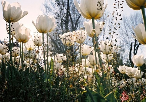 Obraz nagłówkowy OnlyFans #nazwa_użytkownika#