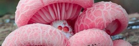 OnlyFans Titelbild peachyriya