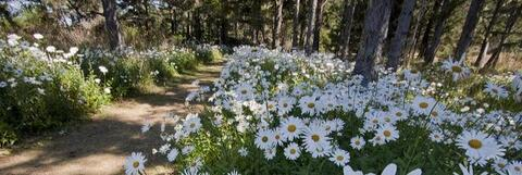 صورة رأس OnlyFans pearl