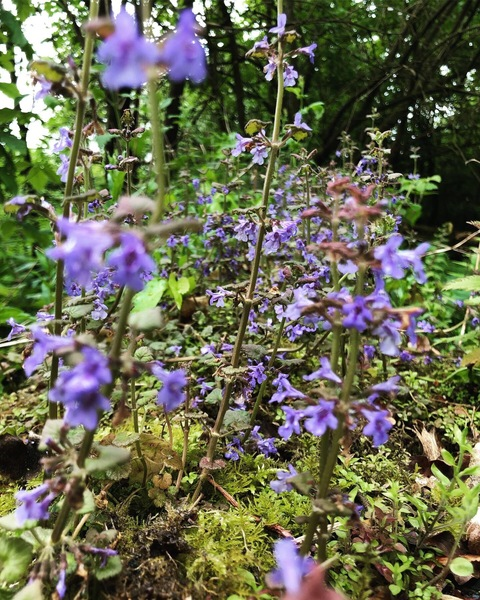 Image d'en-tête OnlyFans plantfa1ry