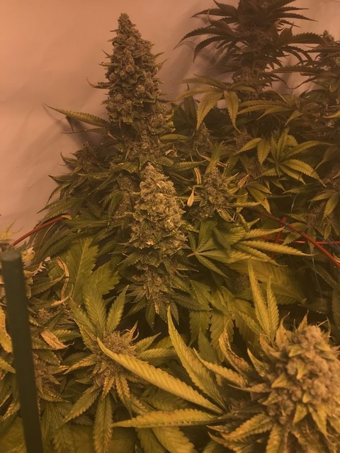 OnlyFansのヘッダー画像 playgirlchels