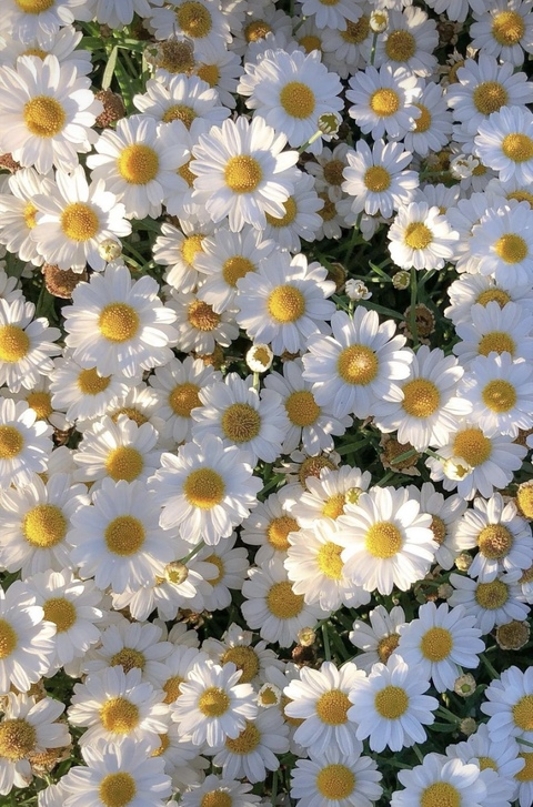 AlleenFans hoofdafbeelding poohny