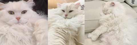 Изображение шапки OnlyFans quqco