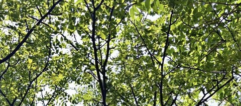 Изображение шапки OnlyFans rafasantana