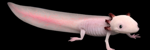 صورة رأس OnlyFans raiiny_