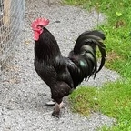 صورة الملف الشخصي في OnlyFans randalrendell