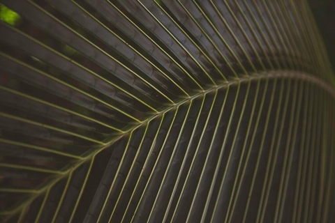 Image d'en-tête OnlyFans redsmoothie