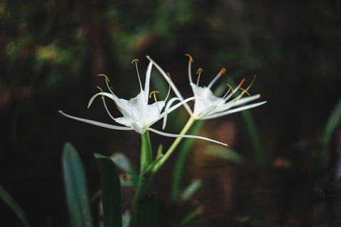 ressosi의 OnlyFans 해더 사진