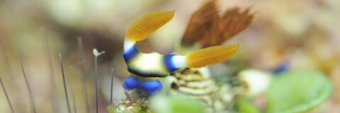 Изображение шапки OnlyFans rikako