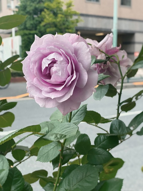 Изображение шапки OnlyFans rikakogonewild