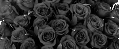 Снимка на заглавието на OnlyFans roseredx1