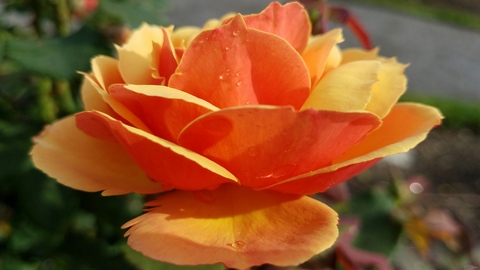 Imagem do cabeçalho do OnlyFans rosiblossom