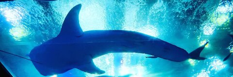 OnlyFansのヘッダー画像 ryukasuke7