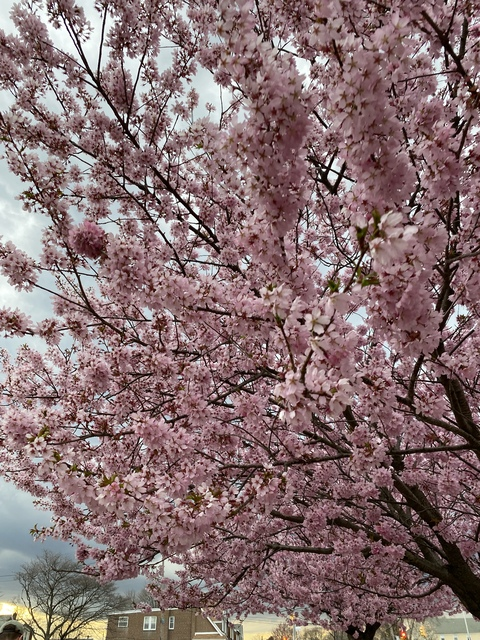 Изображение шапки OnlyFans sailordarling