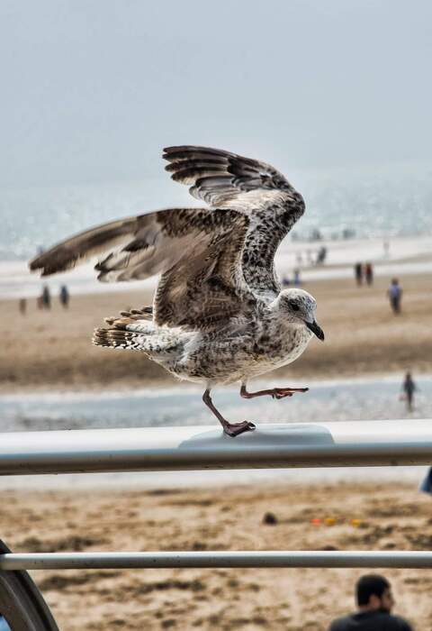 OnlyFans başlık resmi scarlett