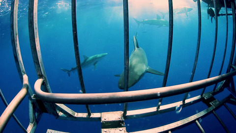 Imagen del encabezado de OnlyFans de shangerdanger