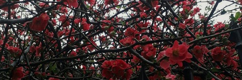 AlleenFans hoofdafbeelding shelyair_girl