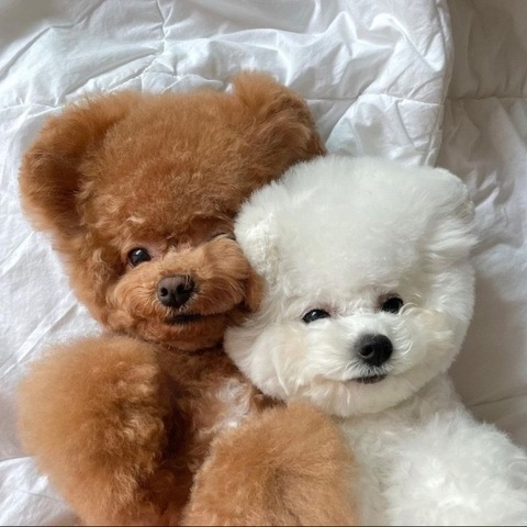 OnlyFansのヘッダー画像 silkangelofree