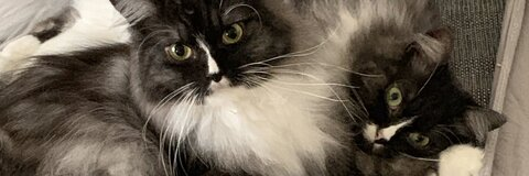 Immagine di intestazione OnlyFans snomster