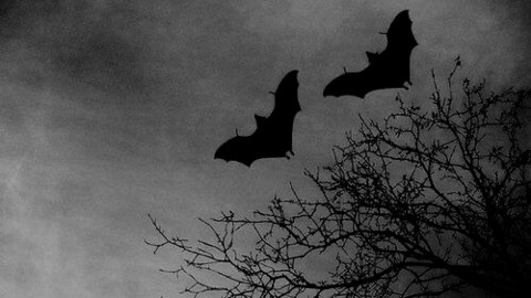 Immagine di intestazione OnlyFans spookykune