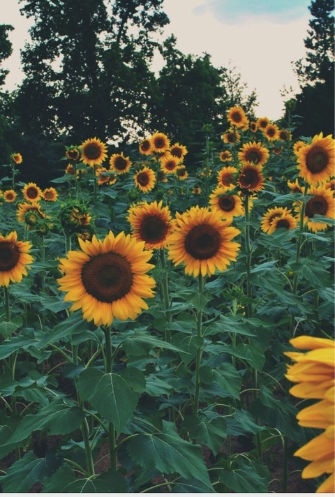 Imagem do cabeçalho do OnlyFans stellaella8