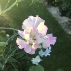 Profilbild von OnlyFans sweetpeafairy