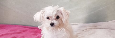 صورة رأس OnlyFans sweetprovocativ