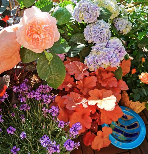 Imagem do cabeçalho do OnlyFans sweginger