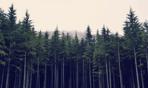 OnlyFansのヘッダー画像 sydneysiren