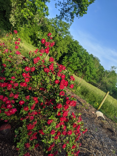 AlleenFans hoofdafbeelding the_lexi_smith