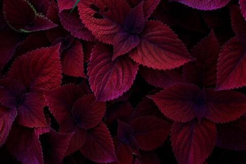 Image d'en-tête OnlyFans thesecretlifeofel