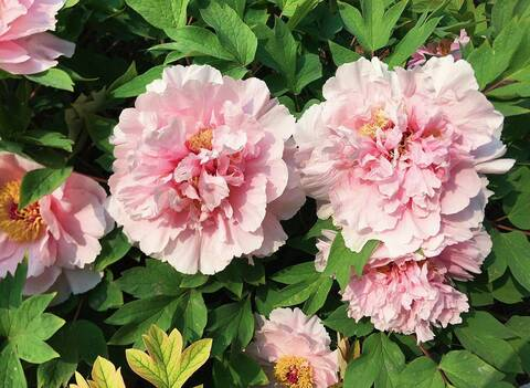 Imagem do cabeçalho do OnlyFans tsbenzy