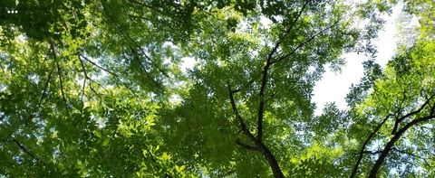 Снимка на заглавието на OnlyFans tsrosemarie