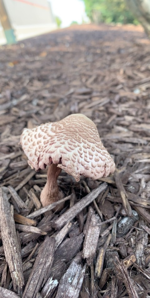 AlleenFans hoofdafbeelding u115552755