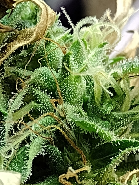 Снимка на заглавието на OnlyFans u119001305_babydall_moni