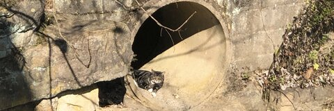 OnlyFans header picture undreamed