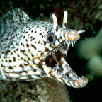 Foto do perfil do OnlyFans de vacuum_the_floor