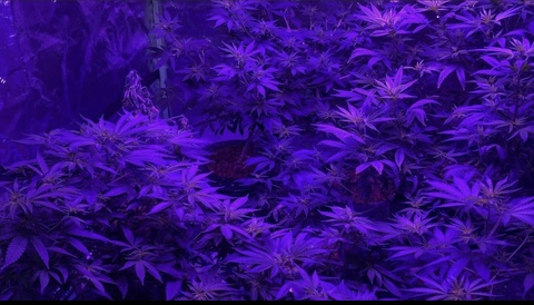 Image d'en-tête OnlyFans vibewithissa