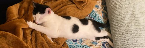 OnlyFans başlık resmi wavydayze