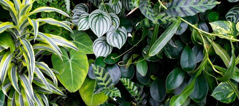 Obraz nagłówkowy OnlyFans #nazwa_użytkownika#