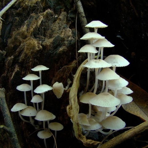 Immagine di intestazione OnlyFans x0oxo_0o