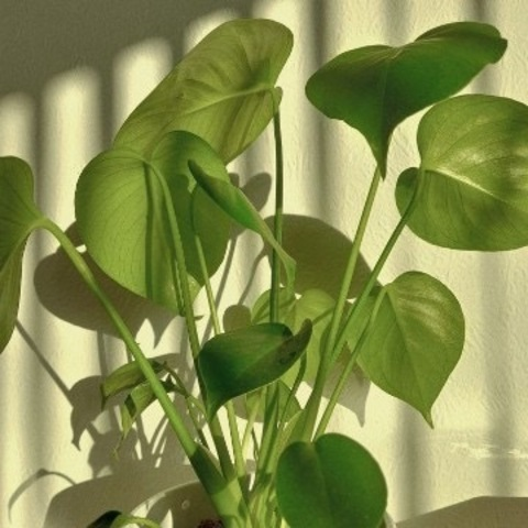 Immagine di intestazione OnlyFans yagirlnatalliee