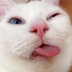 OnlyFans profile picture yourgopnik